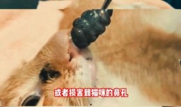 寄生兽医在线观看,寄生虫防治的智慧之旅